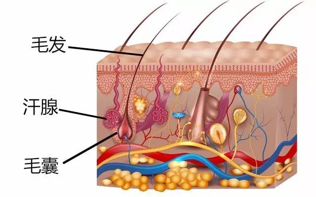 為什么脫發(fā)越來越年輕化？