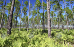 ‘植物FN-鋸棕櫚’對于脫發(fā)到底怎樣